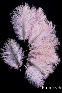 Struisvogel Bellies - 8-13 cm - zachtroze-lichtgrijs